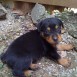 alí